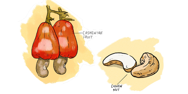 Cashew nut shells could make vaccines | Curiosity 19: #Disruption © https://www.wits.ac.za/curiosity/ Cashew nut shells could make vaccines | Curiosity 19: #Disruption © https://www.wits.ac.za/curiosity/